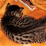 Mau, Bronze, Male DOB 2-25-19