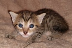 Egyptian Mau Bronze Male #2 DOB 3-24-21