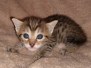 Egyptian Mau Bronze Male #2 DOB 3-24-21