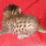 Egyptian Mau silver Male DOB 3-24-21