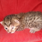 Egyptian Mau silver Male DOB 3-24-21