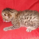 Egyptian Mau silver Male DOB 3-24-21