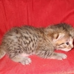 Egyptian Mau silver Male DOB 3-24-21