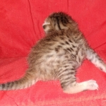 Egyptian Mau silver Male DOB 3-24-21