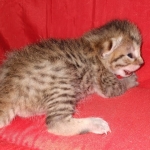 Egyptian Mau silver Male DOB 3-24-21