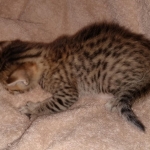 Egyptian Mau silver Male DOB 3-24-21