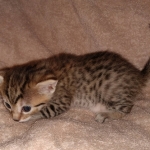 Egyptian Mau silver Male DOB 3-24-21