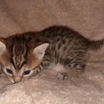 Egyptian Mau silver Male DOB 3-24-21