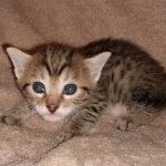 Egyptian Mau silver Male DOB 3-24-21
