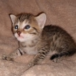 Egyptian Mau silver Male DOB 3-24-21