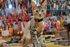Whiskey Egyptian Mau Bronze Male #2 DOB 5-11-21