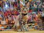 Whiskey Egyptian Mau Bronze Male #2 DOB 5-11-21