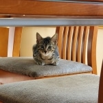 Mau, Bronze Male DOB 5-11-21