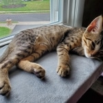 Mau, Bronze Male DOB 5-11-21