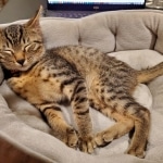 Mau, Bronze Male DOB 5-11-21