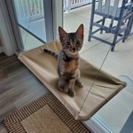 Mau, Bronze Male DOB 5-11-21