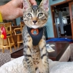 Mau, Bronze Male DOB 5-11-21