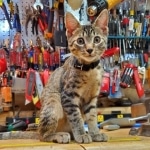 Mau, Bronze Male DOB 5-11-21