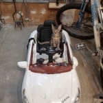 Mau, Bronze Male DOB 5-11-21