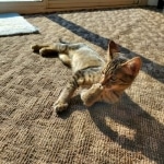 Mau, Bronze Male DOB 5-11-21