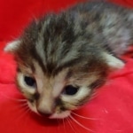 Mau, Bronze Male DOB 5-11-21