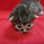 Mau, Bronze Male DOB 5-11-21