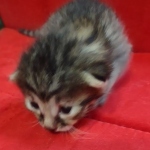 Mau, Bronze Male DOB 5-11-21