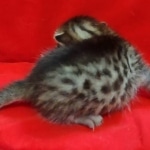 Mau, Bronze Male DOB 5-11-21