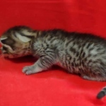 Mau, Bronze Male DOB 5-11-21