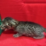 Mau, Bronze Male DOB 5-11-21