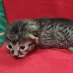 Mau, Bronze Male DOB 5-11-21