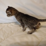 Mau, Bronze Male DOB 5-11-21