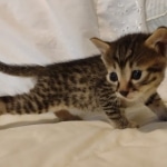 Mau, Bronze Male DOB 5-11-21