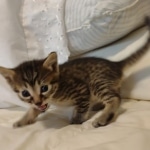 Mau, Bronze Male DOB 5-11-21