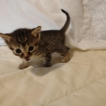 Mau, Bronze Male DOB 5-11-21