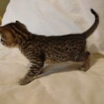 Mau, Bronze Male DOB 5-11-21