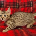 Mau, Bronze Male DOB 5-11-21