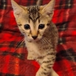 Mau, Bronze Male DOB 5-11-21