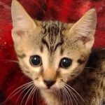 Mau, Bronze Male DOB 5-11-21