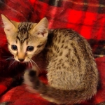 Mau, Bronze Male DOB 5-11-21