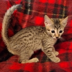 Mau, Bronze Male DOB 5-11-21