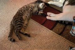 Odin Egyptian Mau Bronze male #2 DOB 8-10-21