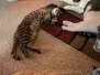 Odin Egyptian Mau Bronze male #2 DOB 8-10-21