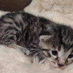 Mau bronze Male kitten DOB 8/10/21