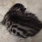 Mau bronze Male kitten DOB 8/10/21