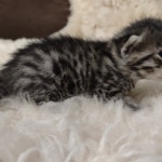 Mau bronze Male kitten DOB 8/10/21