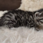 Mau bronze Male kitten DOB 8/10/21