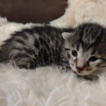 Mau bronze Male kitten DOB 8/10/21