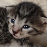 Mau bronze Male kitten DOB 8/10/21