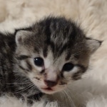 Mau bronze Male kitten DOB 8/10/21